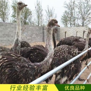 脱温育肥鸵鸟 景区观赏幼苗 体格高大 抗病性强 广鸿畜牧