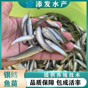 添发水产 供应 快大型银鳕鱼苗 大鳞鲃鱼苗可汽运空运到家