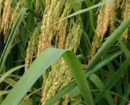 水稻养殖技巧和注意事项