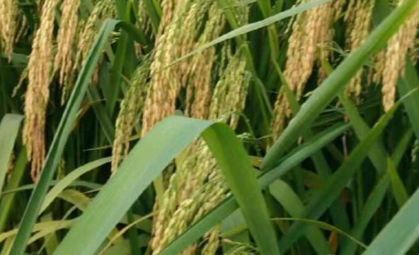 wechat_2026-03-26_143917_859