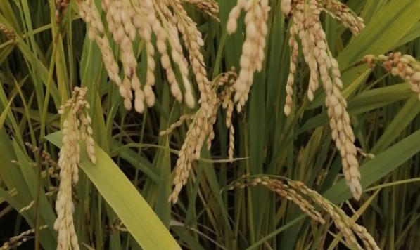 wechat_2026-03-26_143927_586