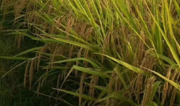 wechat_2026-03-26_143936_661