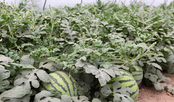 wechat_2026-04-09_160845_098